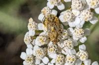 Stictopleurus abutilon