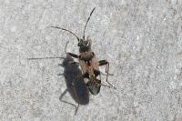 Beosus maritimus