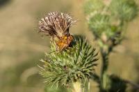 Carpocoris purpureipennis
