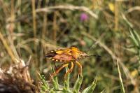 Carpocoris purpureipennis