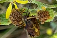 Carpocoris purpureipennis
