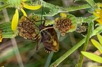 Carpocoris purpureipennis