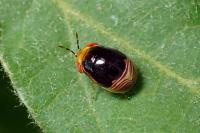 Geocoris erythrocephalus