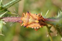Carpocoris mediterraneus