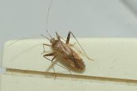 Phytocoris