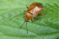 Deraeocoris ruber