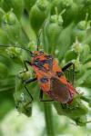 Corizus hyoscyami