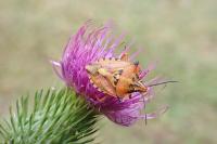 Carpocoris mediterraneus