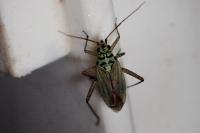 Oncotylus viridiflavus