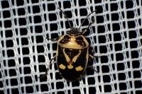Eurydema oleracea