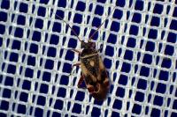 Polymerus unifasciatus