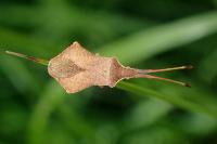 Syromastus rhombeus
