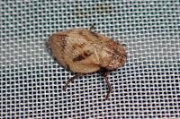 Lepyronia coleoptrata