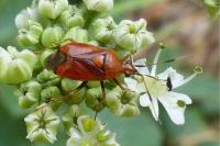 Deraeocoris ruber