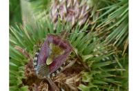 Dolycoris baccarum
