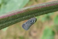 Metcalfa pruinosa