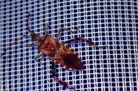 Leptoglossus occidentalis