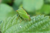 Stictocephala alta