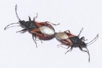 Oxycarenus lavaterae
