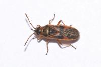 Arocatus roeselii
