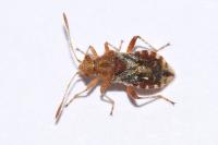 Rhopalus subrufus