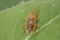 Stictopleurus abutilon