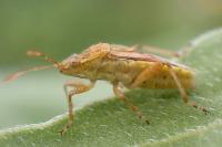 Stictopleurus abutilon