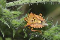 Carpocoris mediterraneus