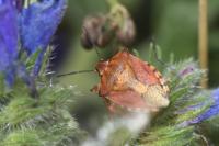 Carpocoris purpureipennis