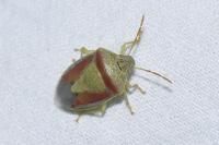 Piezodorus lituratus