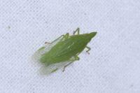 Dictyophara europaea