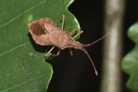Haploprocta sulcicornis