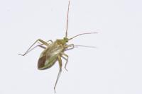 Adelphocoris lineolatus