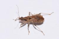 Himacerus mirmicoides