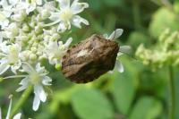 Eurygaster testudinaria