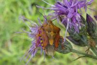 Carpocoris purpureipennis