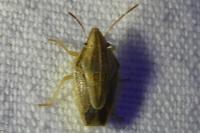 Aelia acuminata
