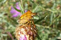 Carpocoris mediterraneus