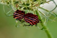 Graphosoma italicum