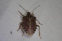 Halyomorpha halys