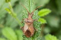 Coreus marginatus