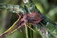 Coreus marginatus