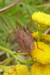 Coreus marginatus