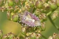 Dolycoris baccarum