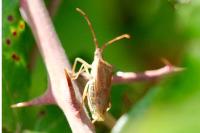 Gonocerus acuteangulatus