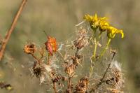 Carpocoris purpureipennis