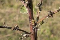 Carpocoris purpureipennis
