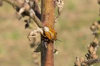 Carpocoris purpureipennis