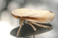 Neophilaenus