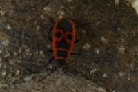 Pyrrhocoris apterus